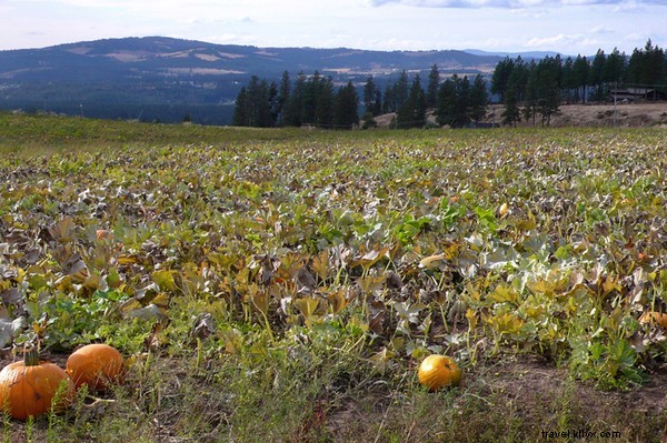 Extreme Pumpkin Chunkin : Thrilling Autumn Adventures in Spokane and Delaware