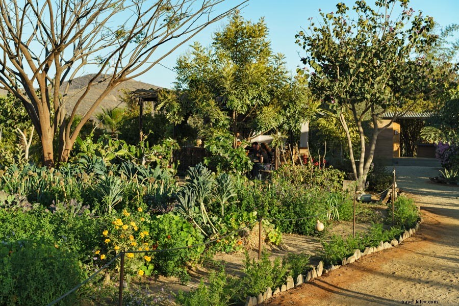 Todos Santos: Mexico s Best-Kept Secret Paradise – How Long Will It Last?