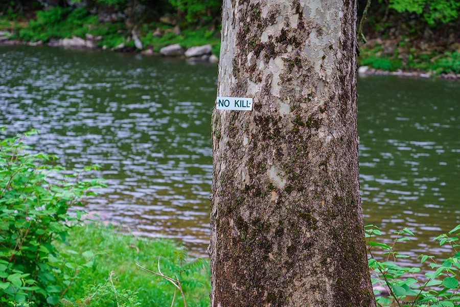 Discover the Timeless Joys of Fly Fishing in New York s Catskill Mountains