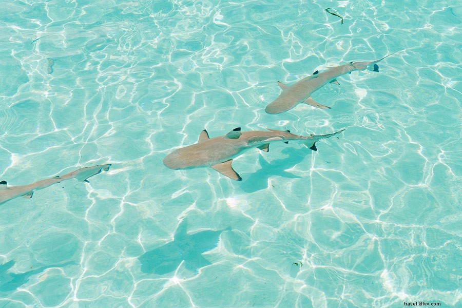 Emily Nathan s Stunning Photography Adventure in Tahiti and Mo’orea