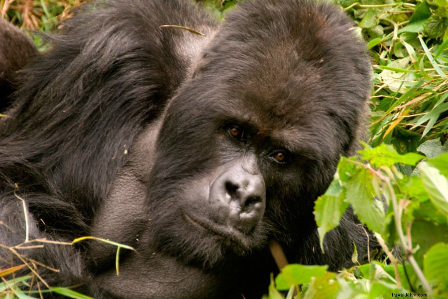 Unforgettable Encounter: Meeting a Silverback Gorilla in Rwanda s Volcanoes National Park