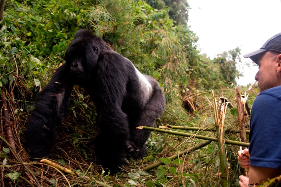 Unforgettable Encounter: Meeting a Silverback Gorilla in Rwanda s Volcanoes National Park