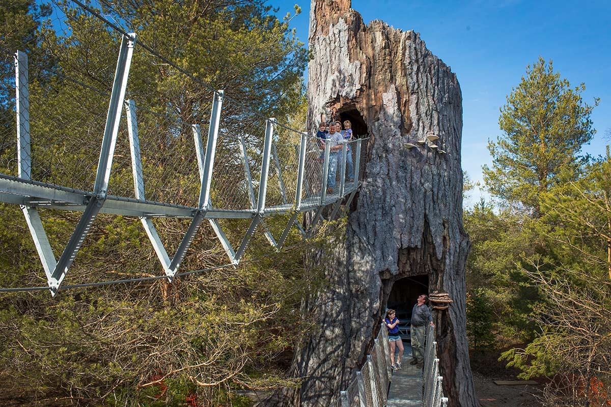 Elevated Treetop Walk: Exploring the Adirondacks Forests Near Lake Placid