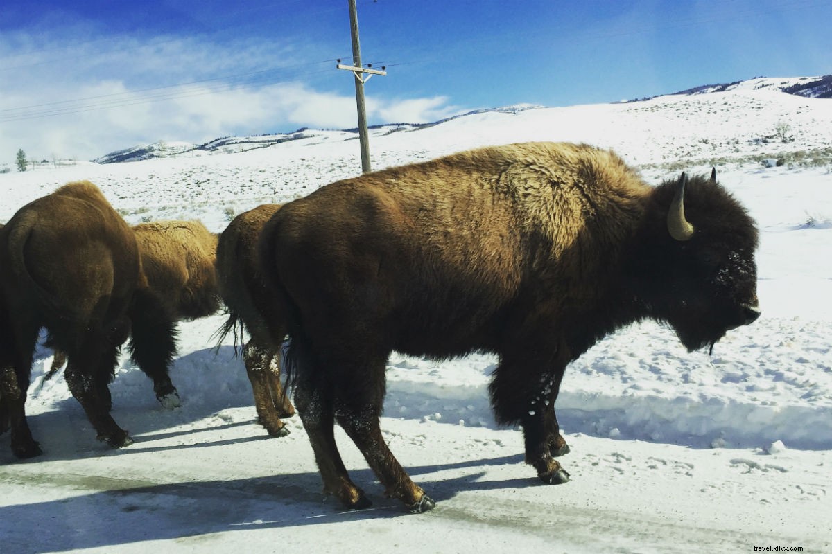 You ve Got Time for One Last Thrilling Run at Jackson Hole