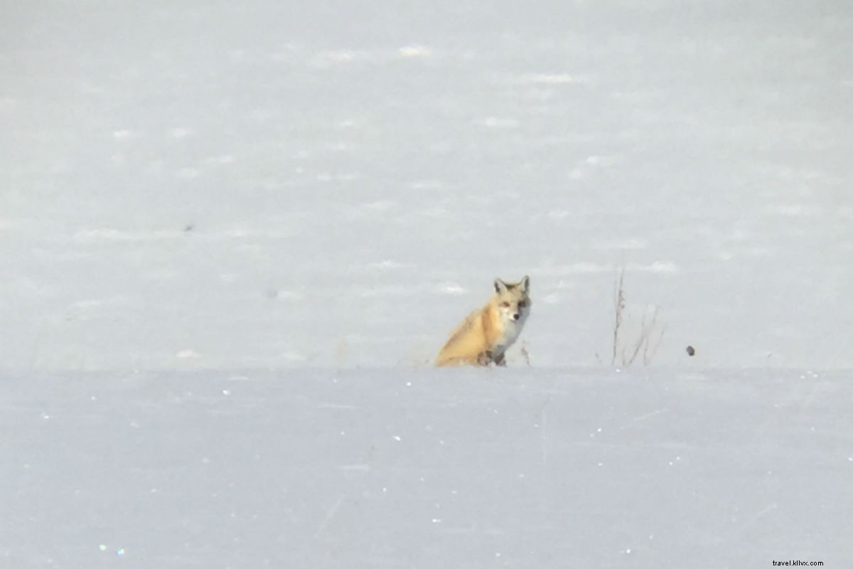 You ve Got Time for One Last Thrilling Run at Jackson Hole