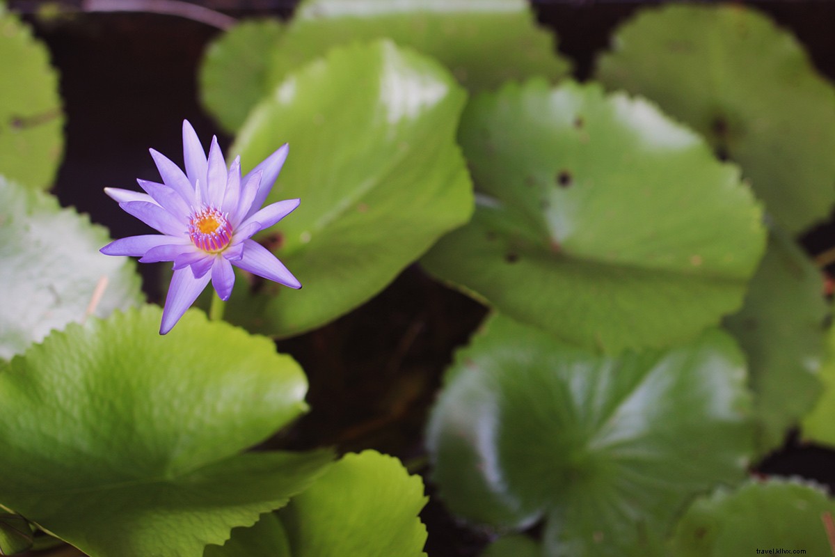 Rejuvenate Mind, Body & Soul: Sukhavati Ayurvedic Retreat & Spa in Bali s Lush Jungle