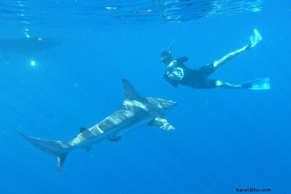 Honolulu Fashion Idyll: Tropical Paradise Meets Haute Couture