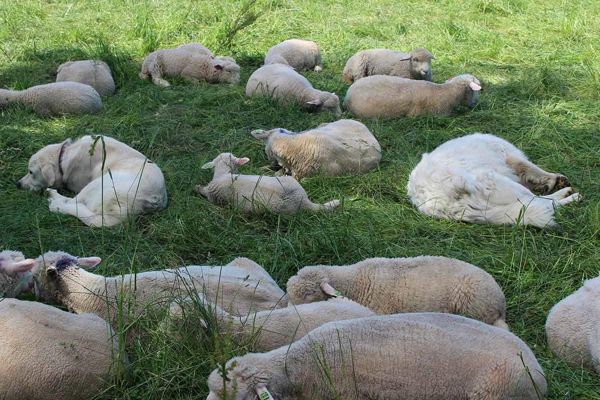 Discover Storm King Art Center: A Perfect Sunday Day Trip from NYC