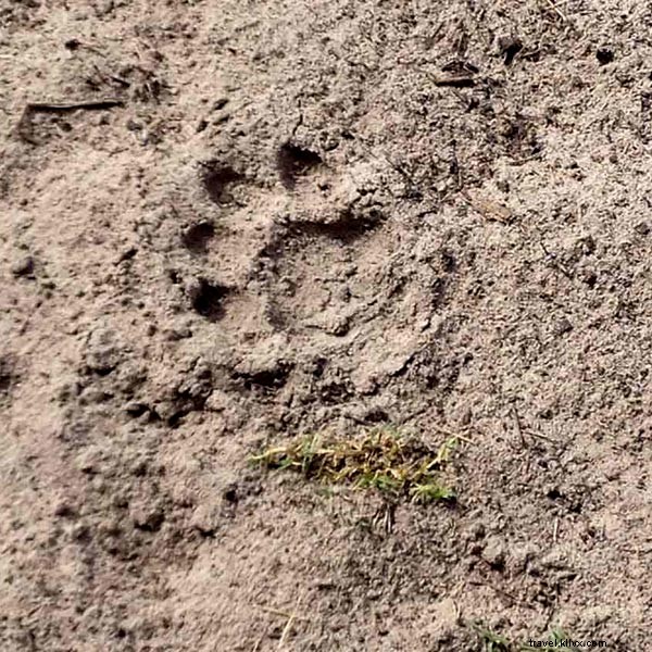 Safari in Botswana s Okavango Delta: Finding My Place in the Food Chain