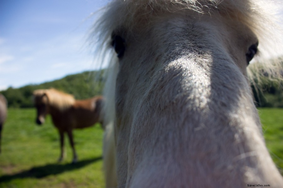 Hitchhiking Iceland s Ring Road: Essential Guide and Real Traveler Stories