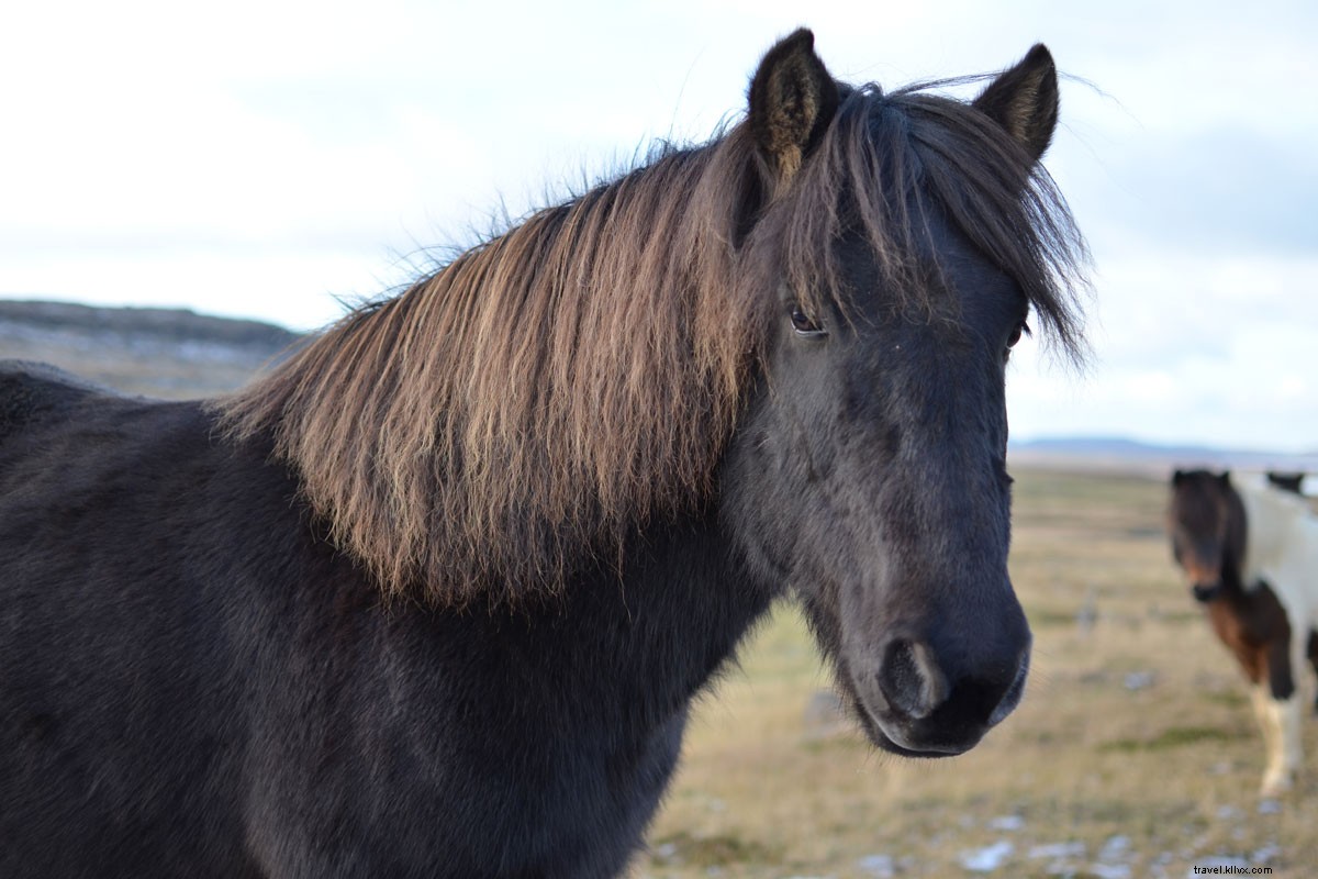 Iceland s Ring Road: Thrilling Triumphs, Mishaps, and Breathtaking Adventures