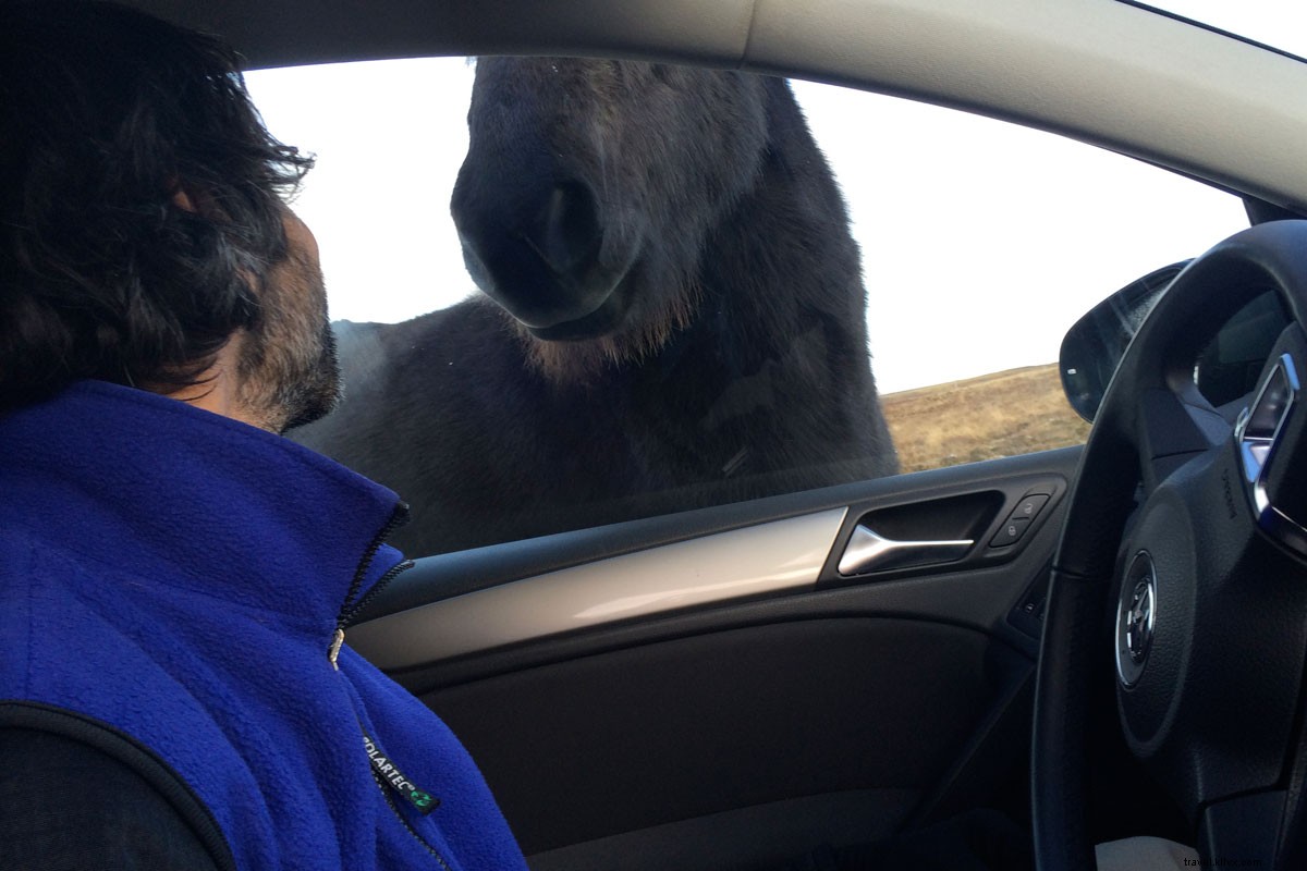 Iceland s Ring Road: Thrilling Triumphs, Mishaps, and Breathtaking Adventures