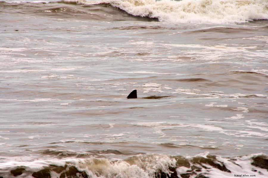 Essential Shark Facts Every Beachgoer Should Know Before Hitting the Waves