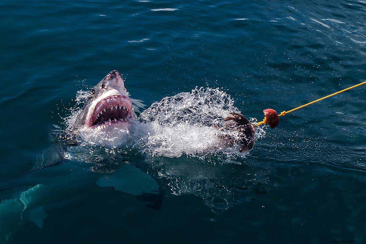 Thrilling Cage Dive with Great White Sharks in Gansbaai: A Student s Adventure