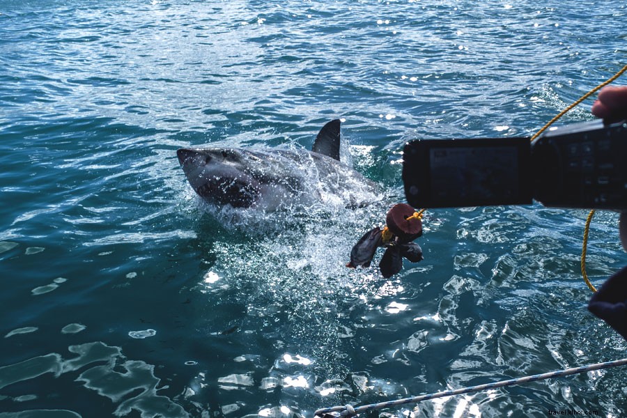 Thrilling Cage Dive with Great White Sharks in Gansbaai: A Student s Adventure