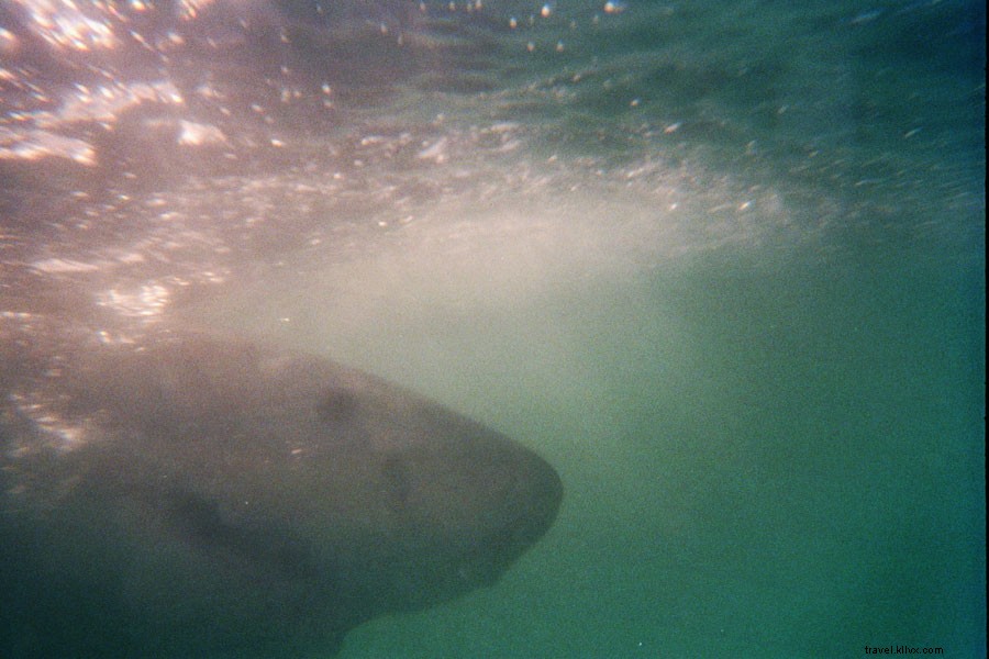Thrilling Cage Dive with Great White Sharks in Gansbaai: A Student s Adventure