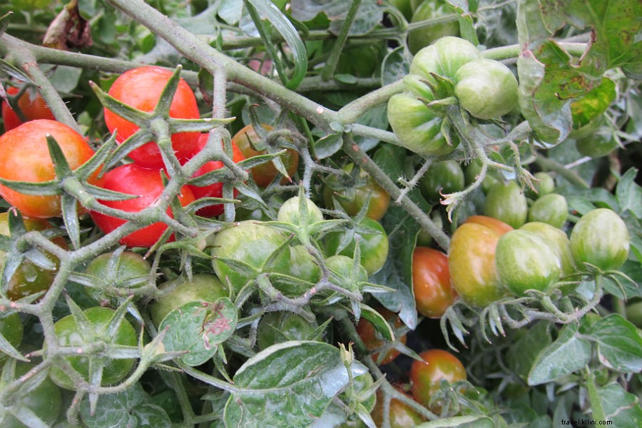 Monaci de: Our Most Unforgettable Stay in Sicily s Mt. Etna Foothills