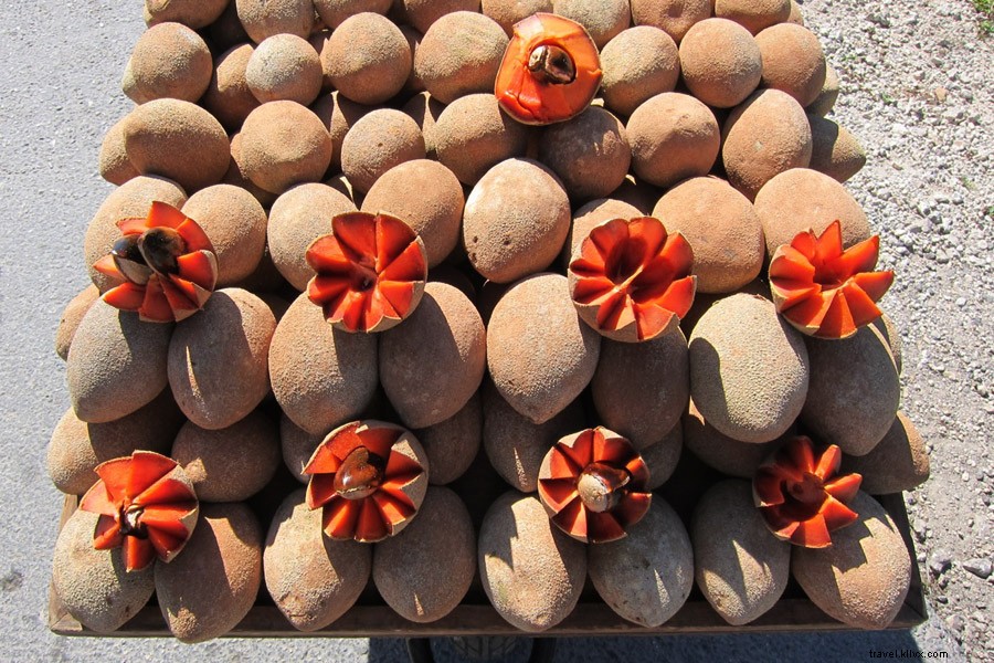 Tulum Wellness Guide: Healthy Living Tips from Jessa Blades