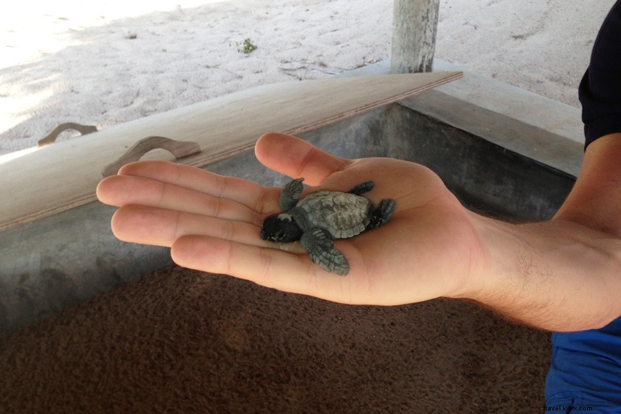 Discover Cuixmala: Mexico s Premier Pacific Coast Hideaway