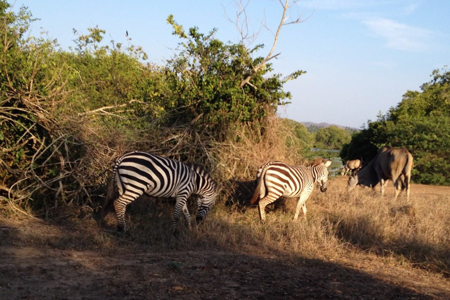 Discover Cuixmala: Mexico s Premier Pacific Coast Hideaway