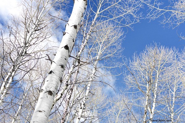 Snowboard Park City s Epic Slopes with Olympic Gold Medalist Torah Bright