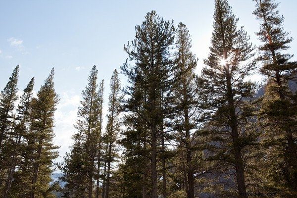 Snowboard Park City s Epic Slopes with Olympic Gold Medalist Torah Bright