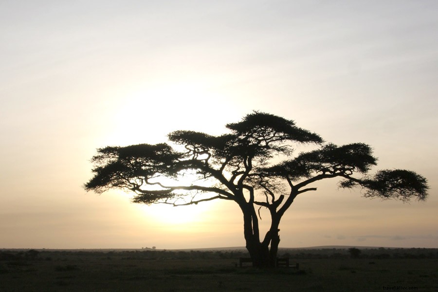 Serengeti Sonnet: Celebrating Tanzania s Untouched Wildlife and Eternal Beauty