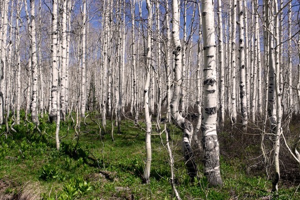 Unplugged in Nevada: The Joys of a Digital Detox Vacation