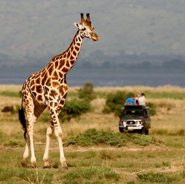 Discover Uganda on Safari: Wildlife Wonders of the Pearl of Africa