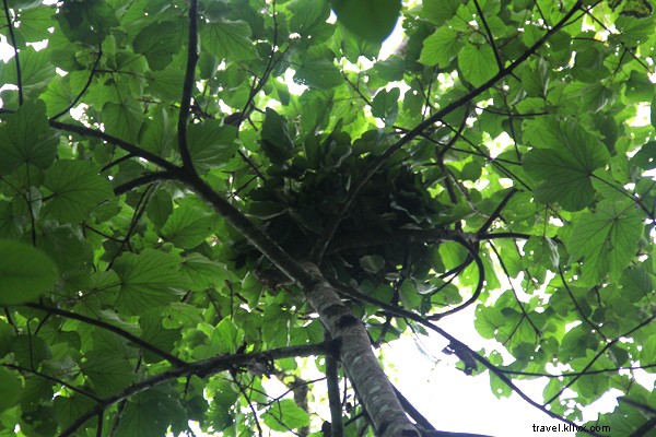 Discover Uganda on Safari: Wildlife Wonders of the Pearl of Africa