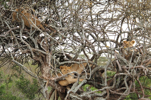 Discover Uganda on Safari: Wildlife Wonders of the Pearl of Africa