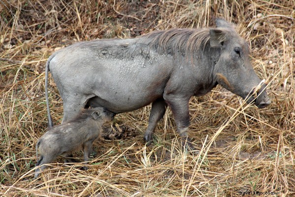 Discover Uganda on Safari: Wildlife Wonders of the Pearl of Africa