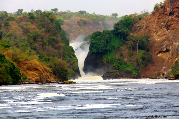 Discover Uganda on Safari: Wildlife Wonders of the Pearl of Africa