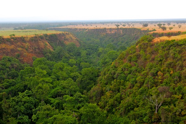 Discover Uganda on Safari: Wildlife Wonders of the Pearl of Africa