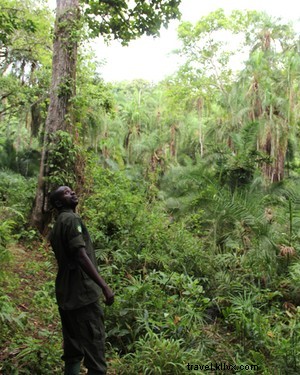 Discover Uganda on Safari: Wildlife Wonders of the Pearl of Africa