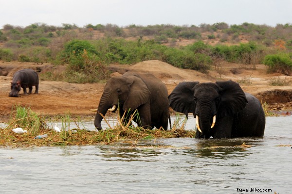 Discover Uganda on Safari: Wildlife Wonders of the Pearl of Africa