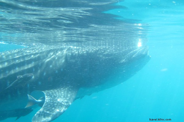 Swim with Majestic Whale Sharks in Baja, Mexico: An Unforgettable La Paz Adventure