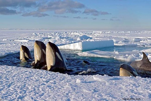Rare Sight: Killer Whales Surfacing for Air Beneath Antarctic Ice