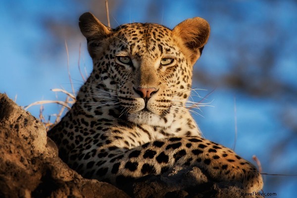 My First Safari Sunrise: Yoga Amid Roaring Lions in Sabi Sands