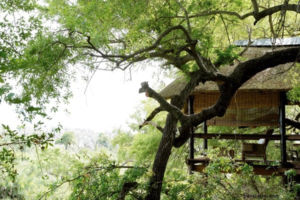 My First Safari Sunrise: Yoga Amid Roaring Lions in Sabi Sands