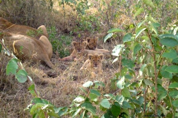 My First Safari Sunrise: Yoga Amid Roaring Lions in Sabi Sands