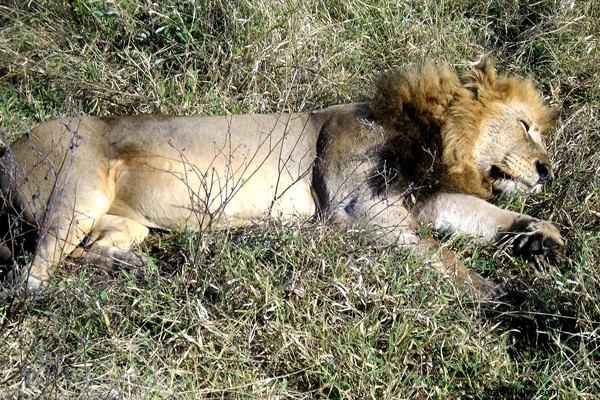 My First Safari Sunrise: Yoga Amid Roaring Lions in Sabi Sands