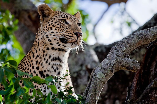 My First Safari Sunrise: Yoga Amid Roaring Lions in Sabi Sands