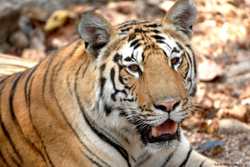Tyger! Tyger!: Spot Wild Tigers on Epic Safaris in Madhya Pradesh, India