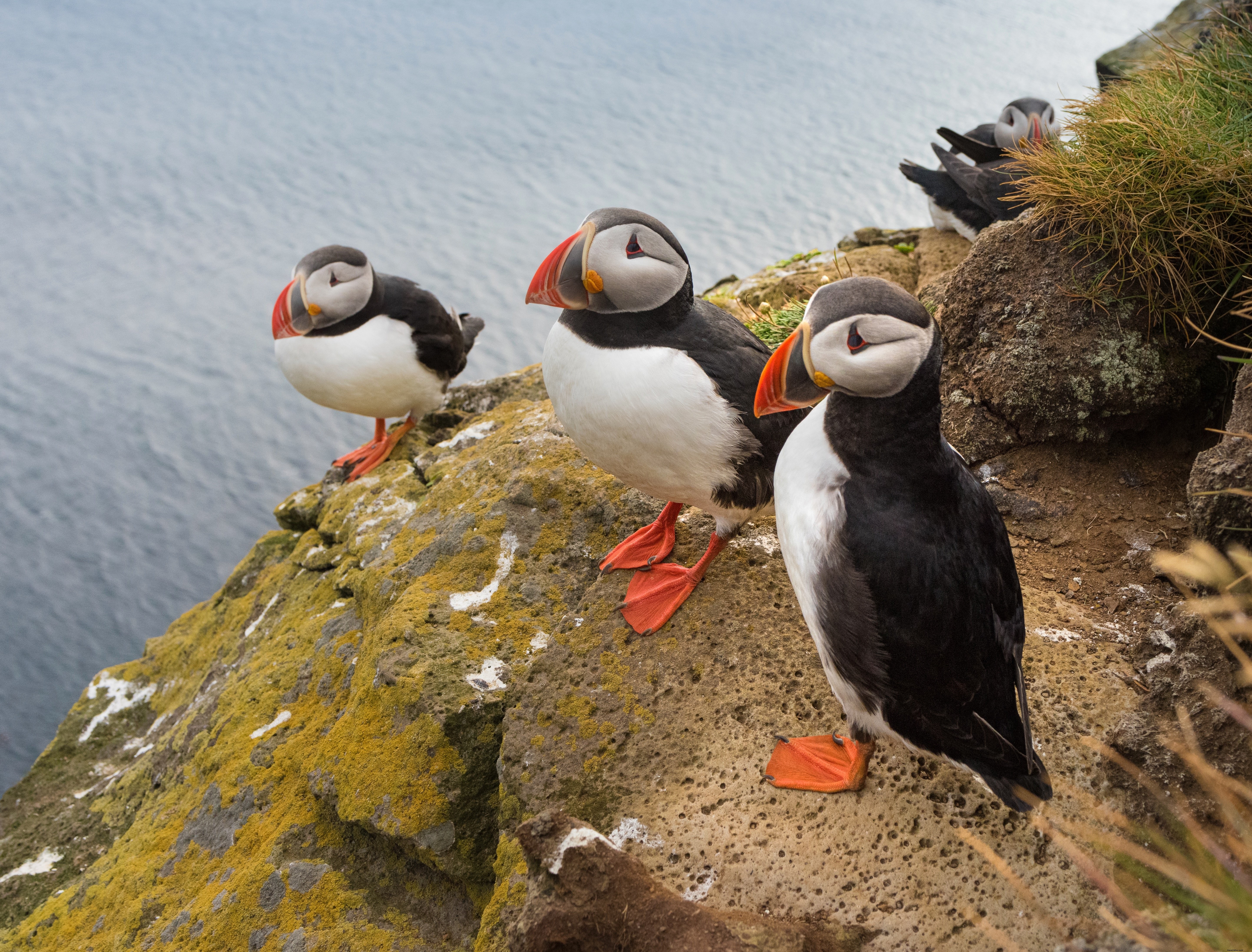 Stunning Puffins Nesting on Dramatic Cliffside – Captivating Wildlife Photo