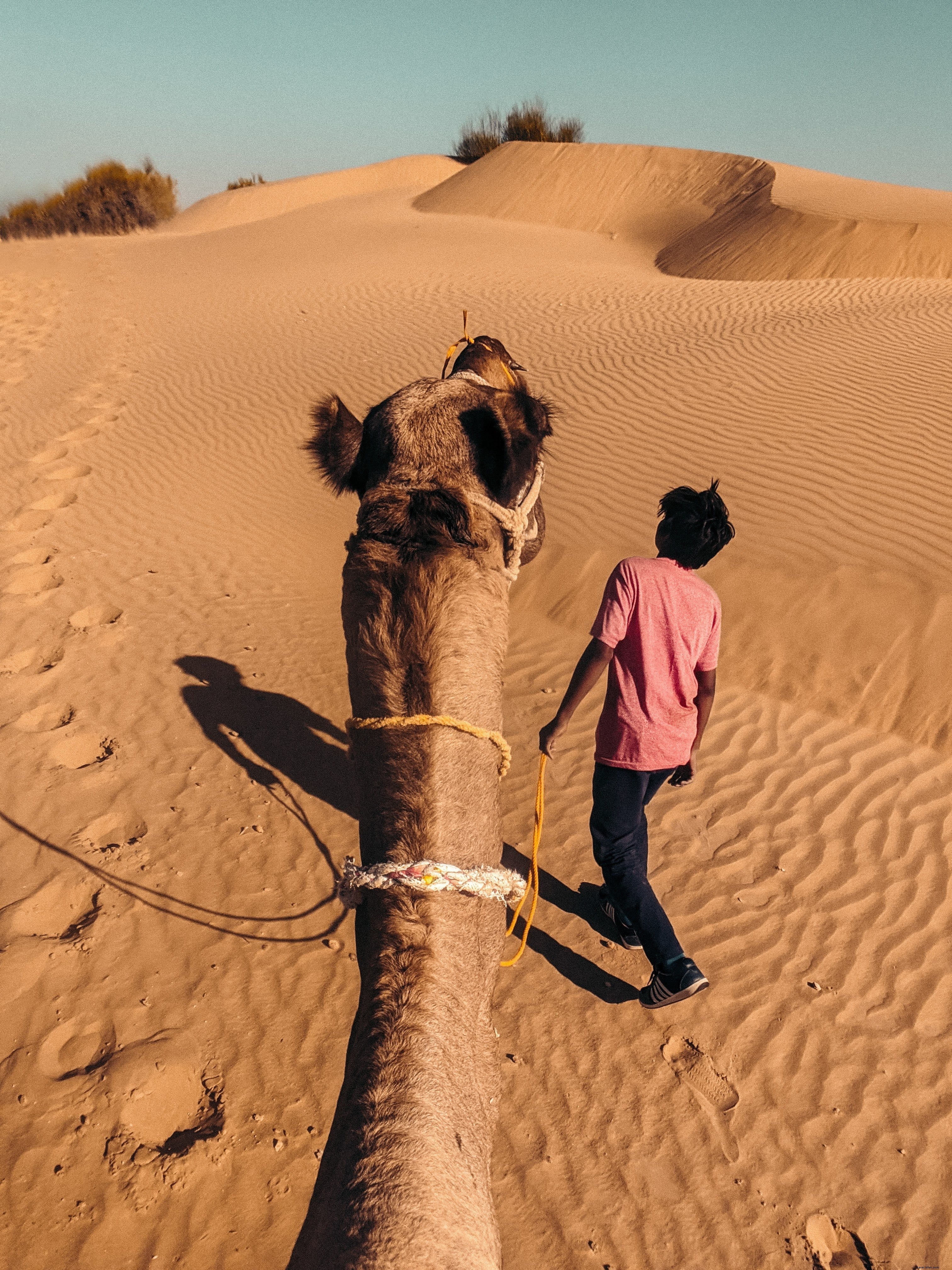 Captivating Photo: Camel Guided by Vibrant Yellow Leash