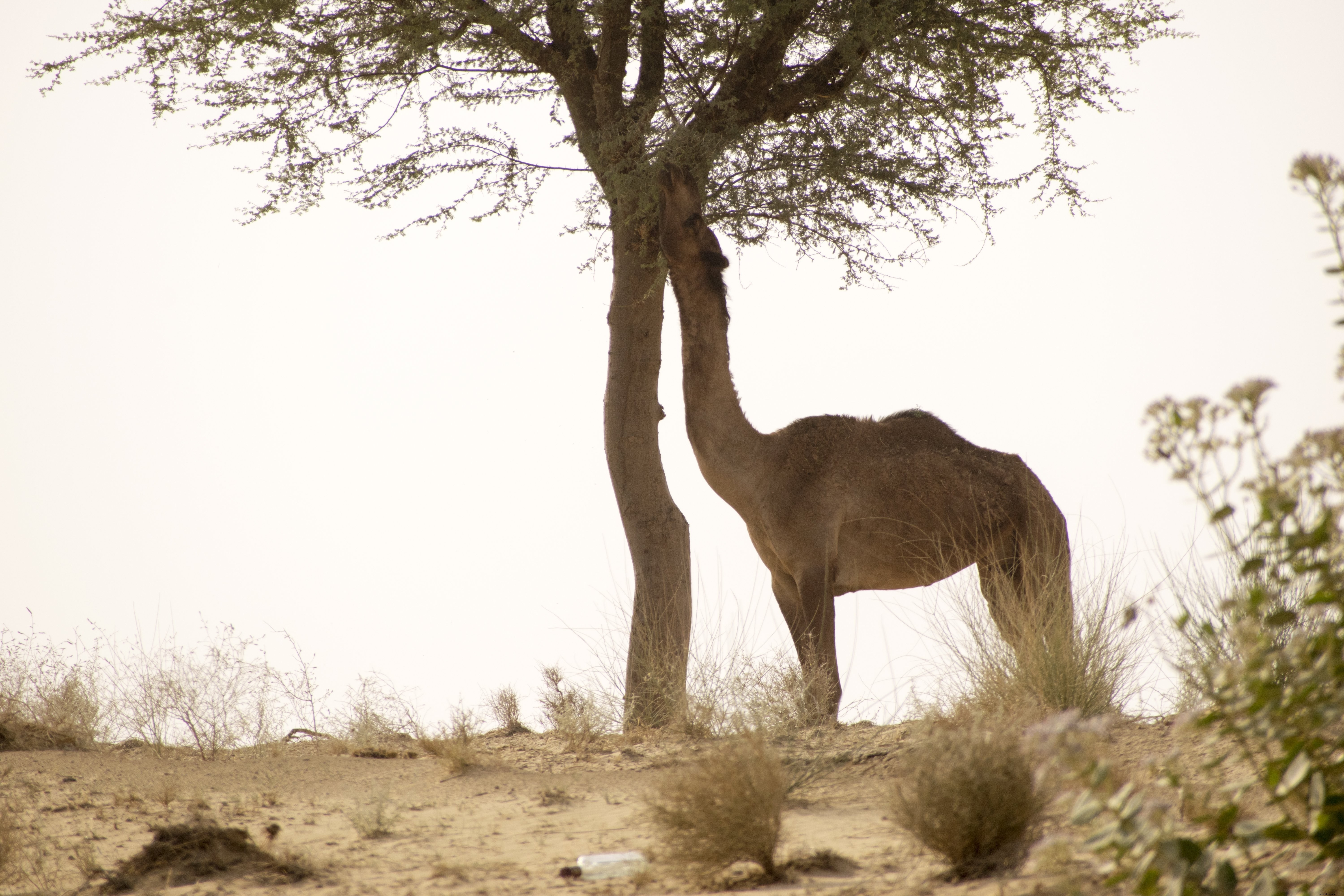 Stunning Photo: Camel Gracefully Eating from a Nearby Tree
