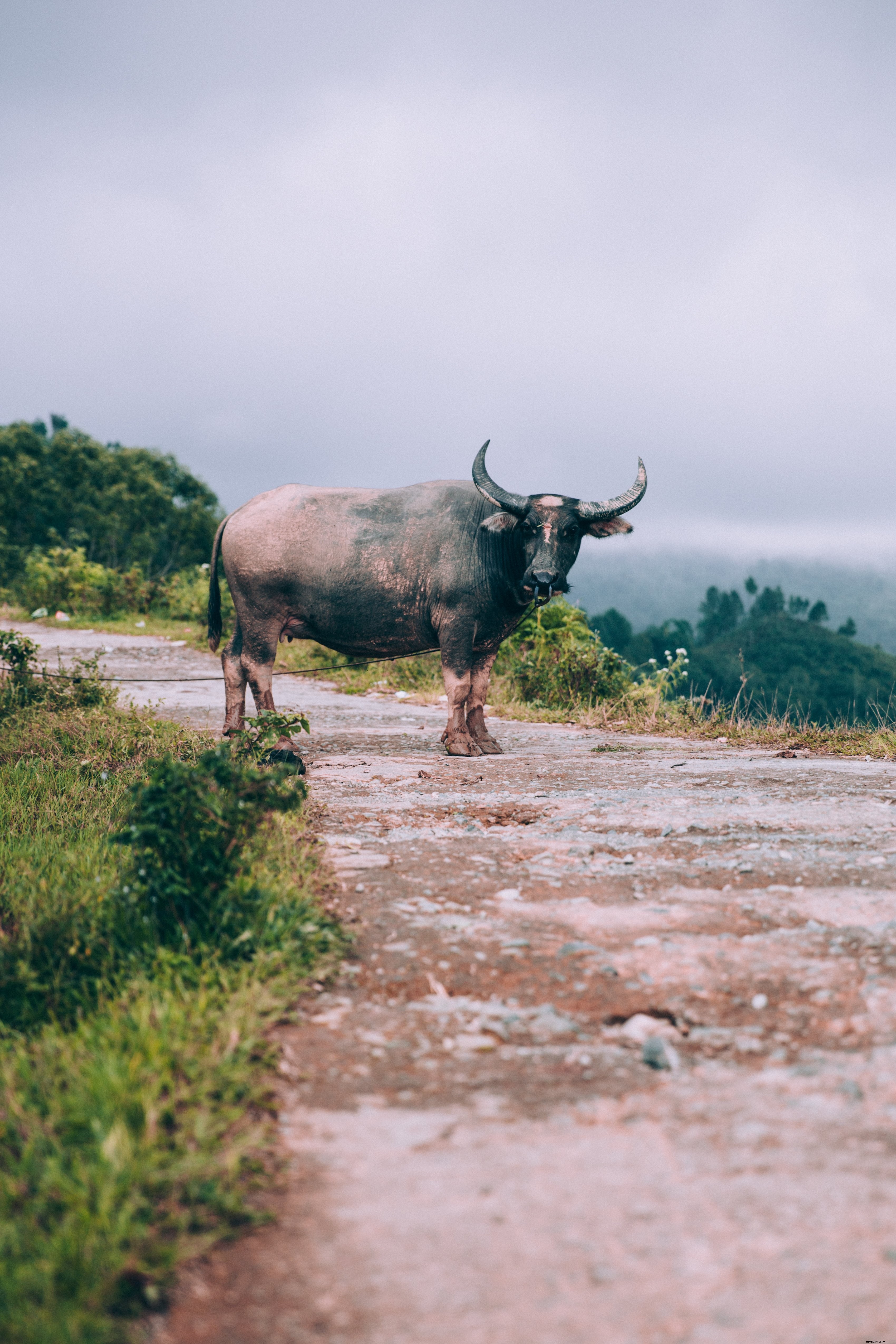 Captivating Photo: Dark-Eyed Water Buffalo Curiously Gazes Up Dusty Dirt Road