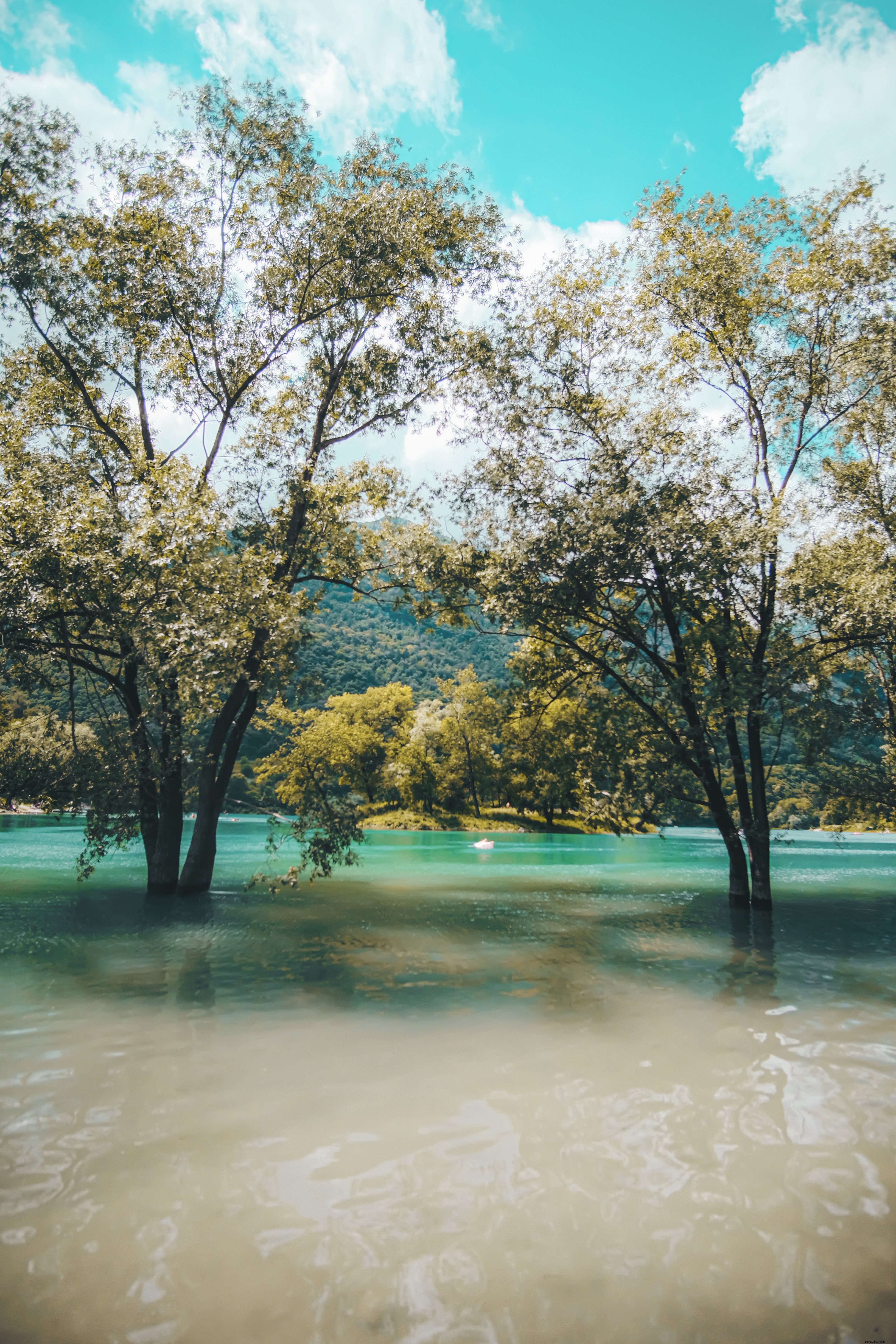 Stunning Photo: Two Trees Submerged in Serene Lake Waters