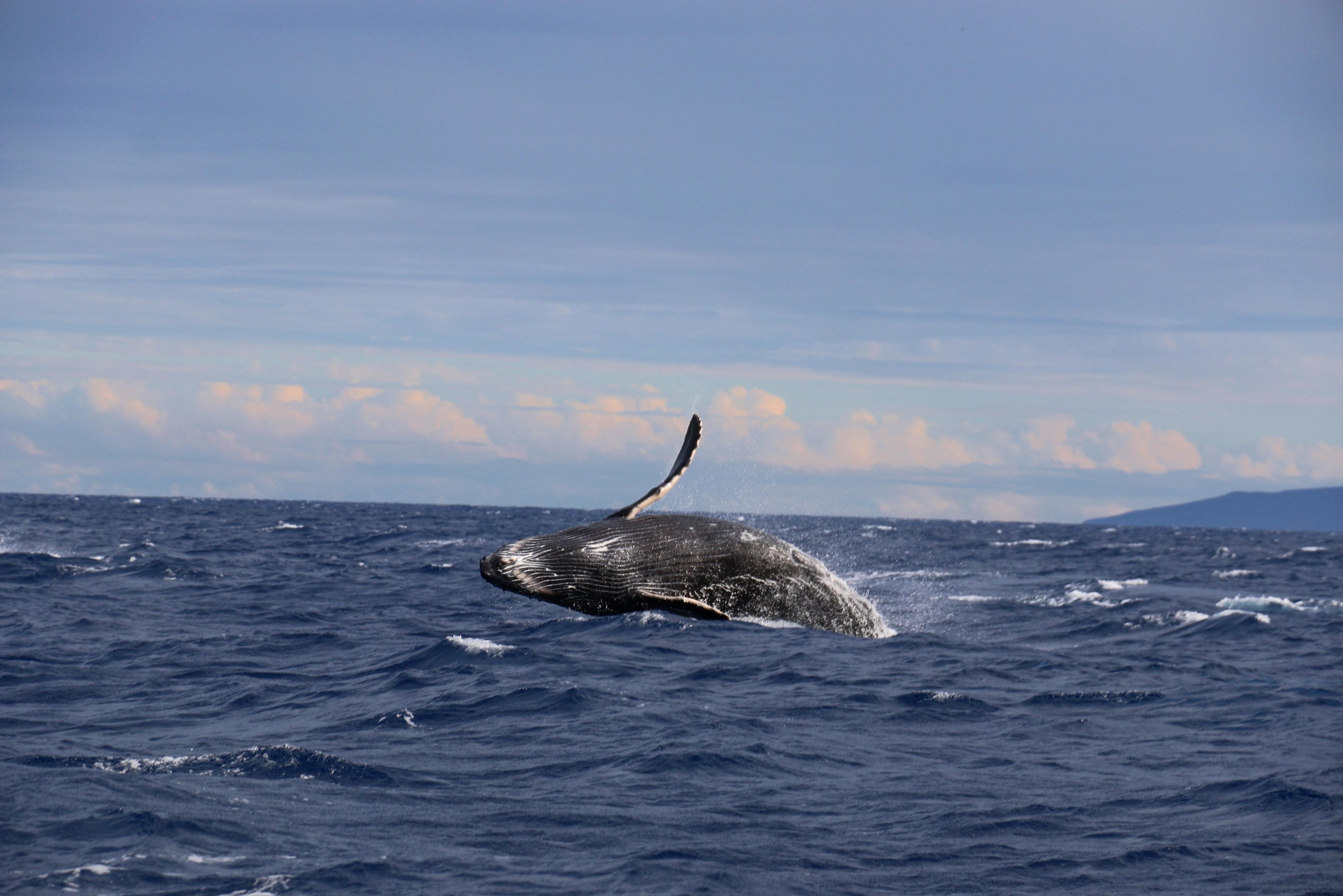 Stunning Photo: Blue Whale Leaping from the Ocean